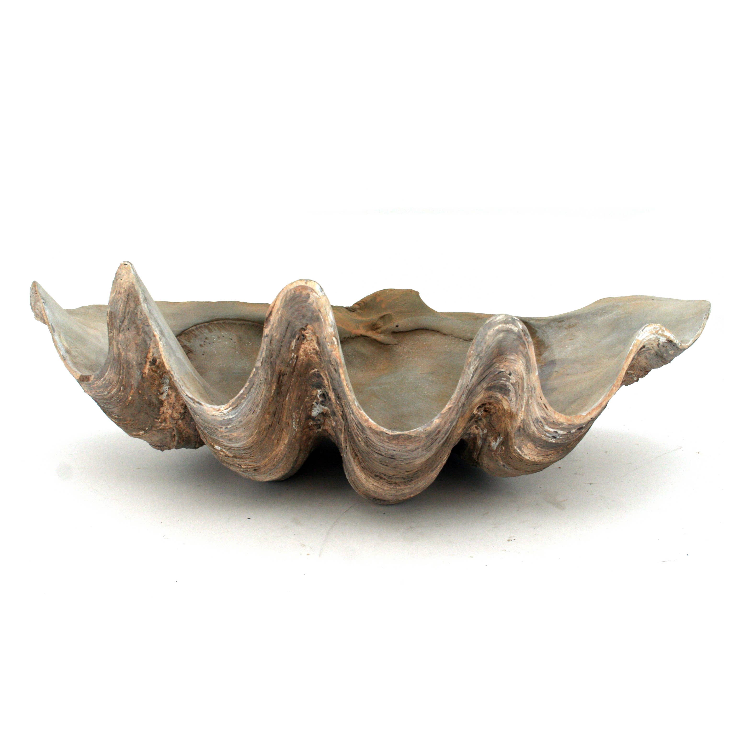 Giant Clam Shell Decoration