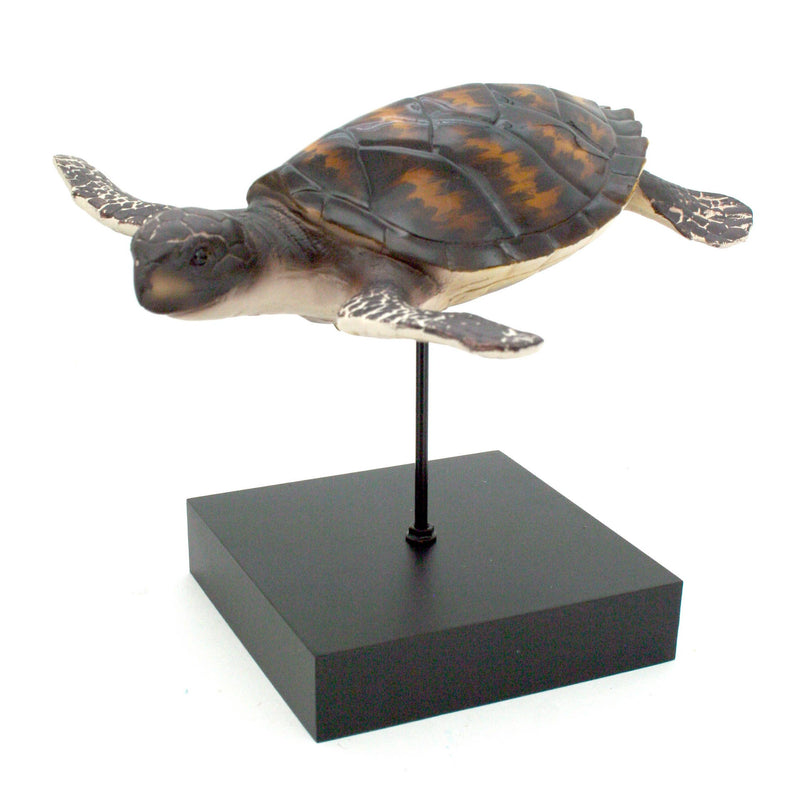 Hawksbill Turtle on Black Stand