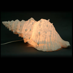 Pasolaria Shell Sandstone Lamp