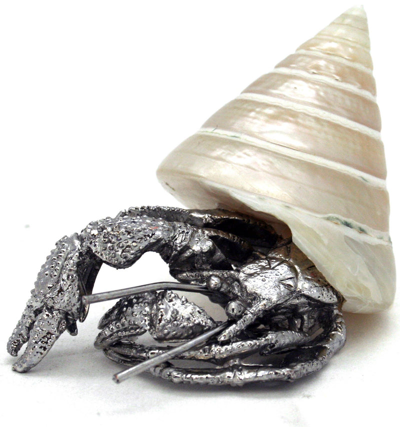 Polished Trochus Hermit Crab