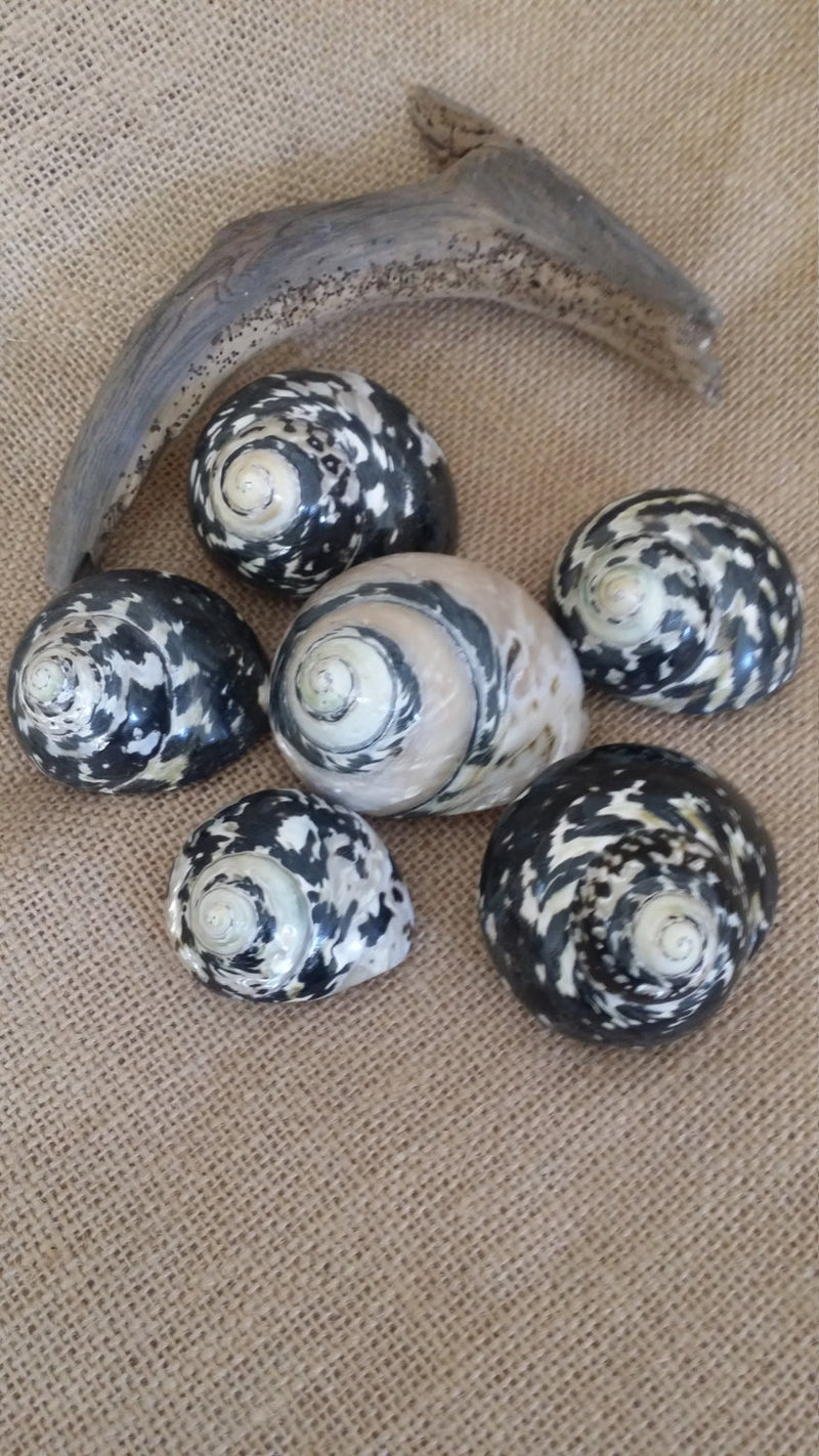 Coastal decor display shells – polished Pica Magpie Turbo shells 2-3 inch