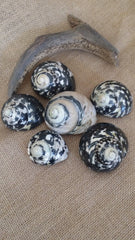 Coastal decor display shells – polished Pica Magpie Turbo shells 2-3 inch