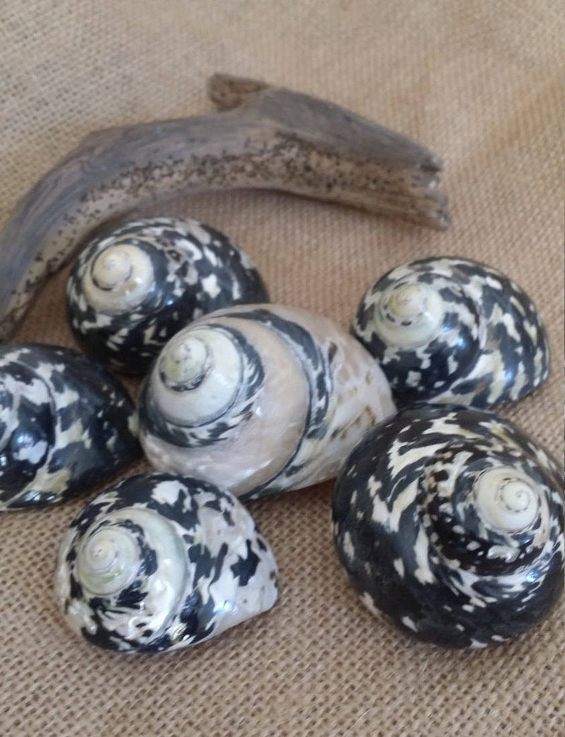 Collection of polished Magpie Turbo shells in black and pearl finish