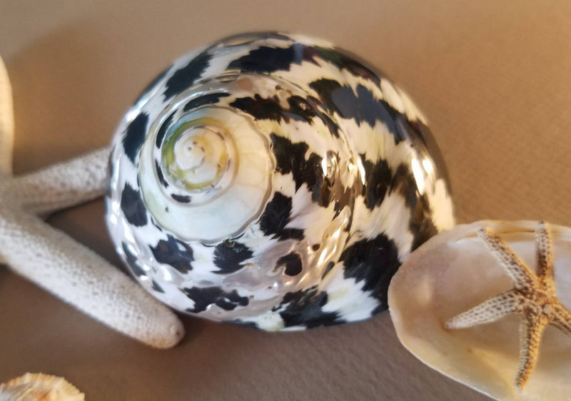 Glossy black and pearl Cittarium pica shell polished for coastal home display