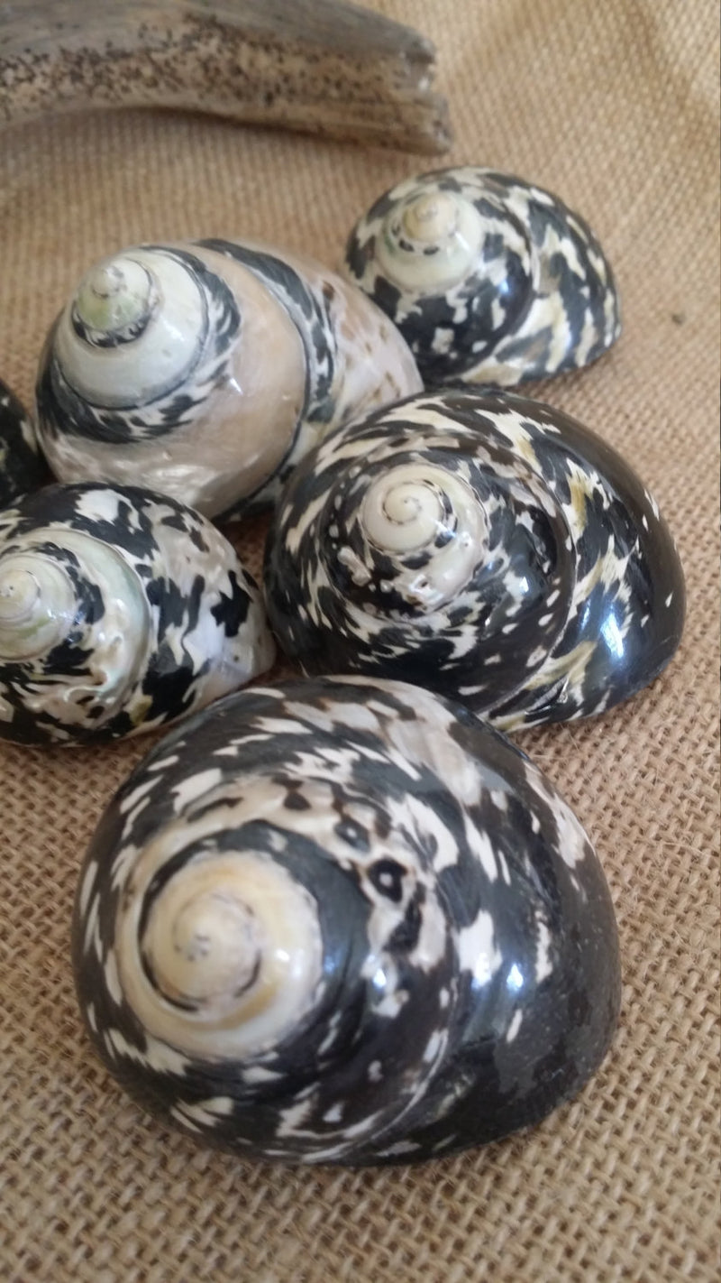 Group of polished Pica Magpie Turbo shells with natural pearl tones