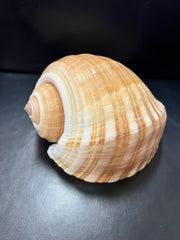 Large Tonna Shells