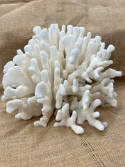 Vintage Elkhorn Coral