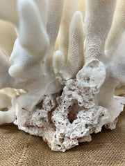 Vintage Elkhorn Coral