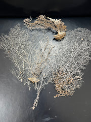 Set Of 3 White Sea Fan Pieces For Crafting