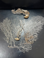 Set Of 3 White Sea Fan Pieces For Crafting