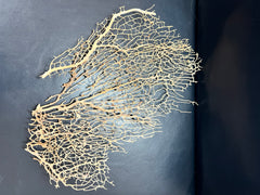 Set of 3 Cream Sea Fan Pieces For Crafting