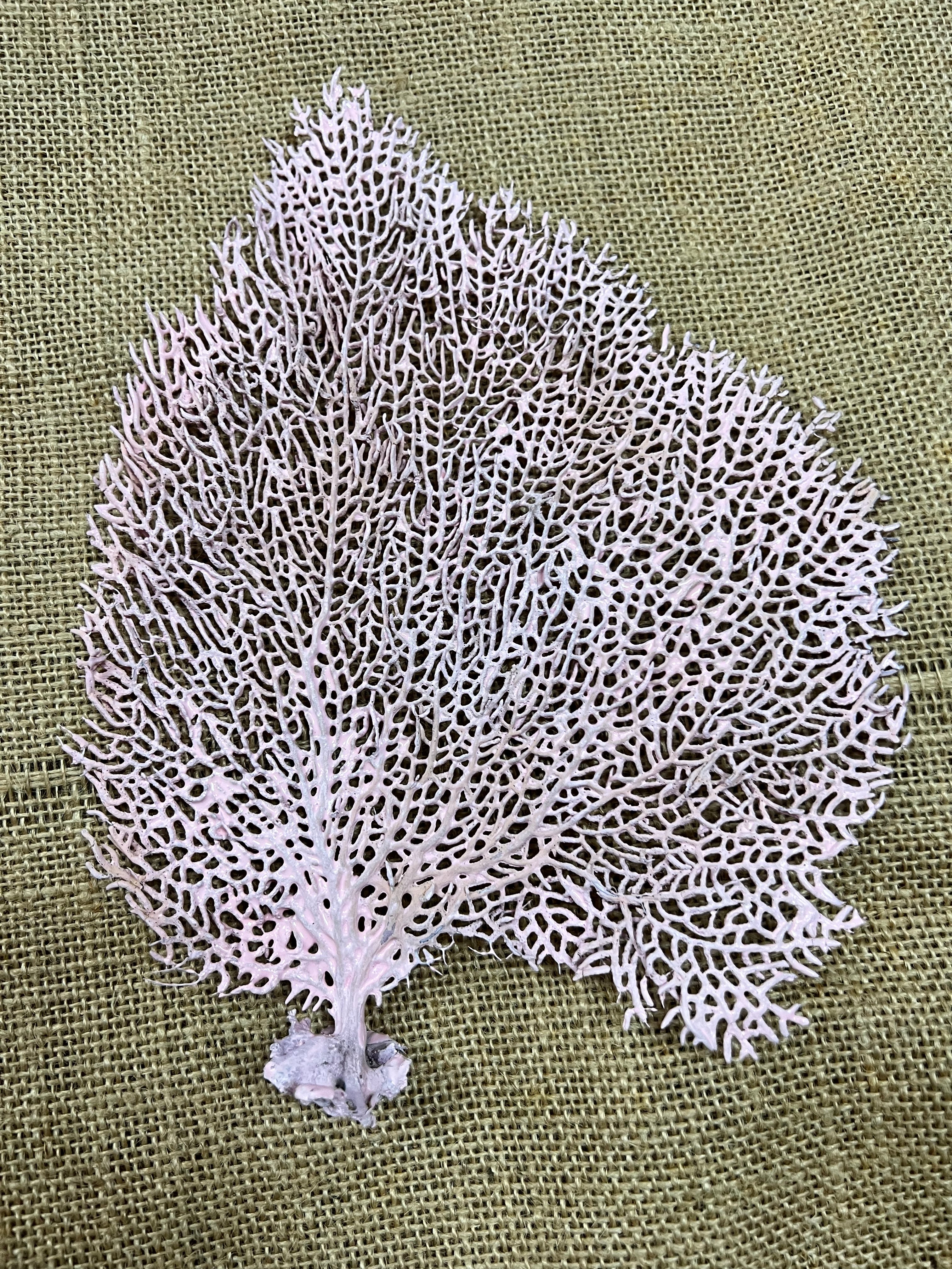 sea fan coral