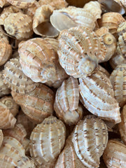 Yellow Cockle Shells  Loving Coastal Living