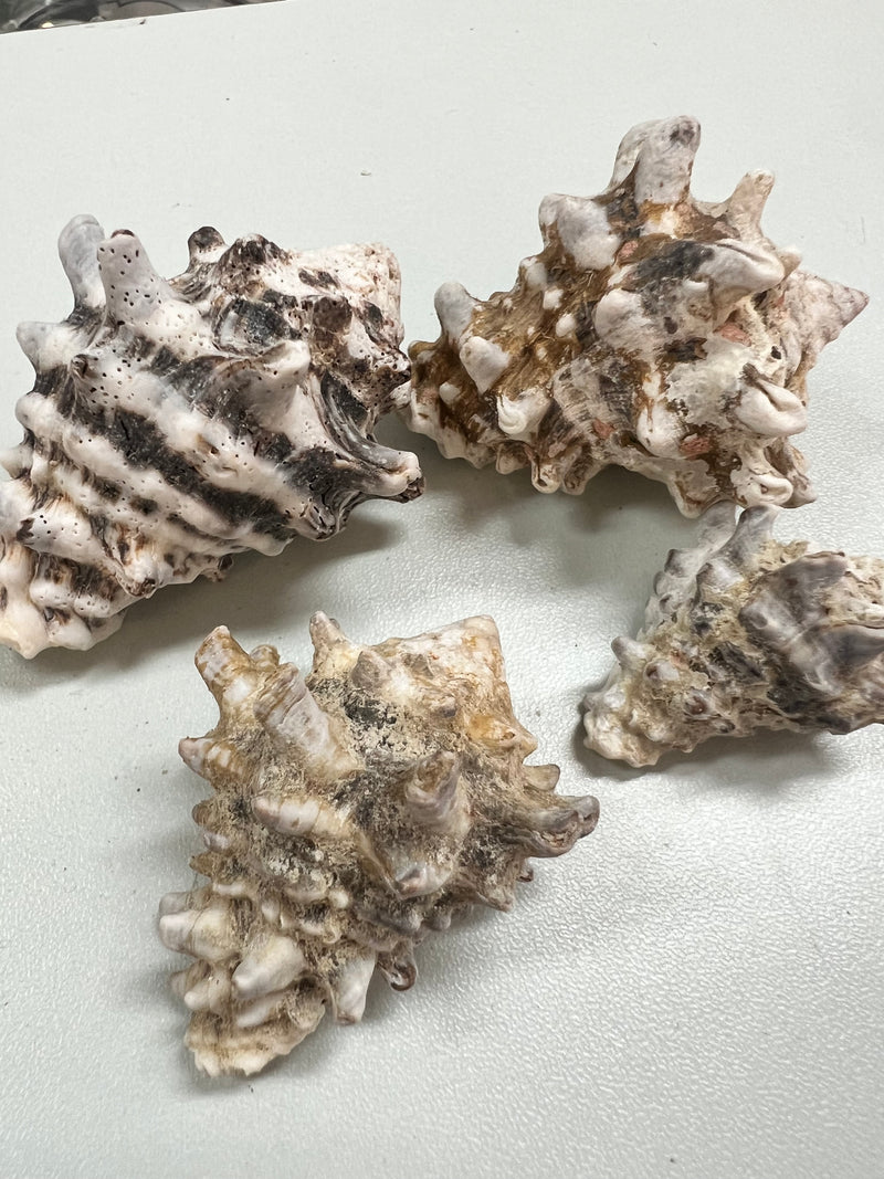 Rock Murex Shells Vasum Cornigerum