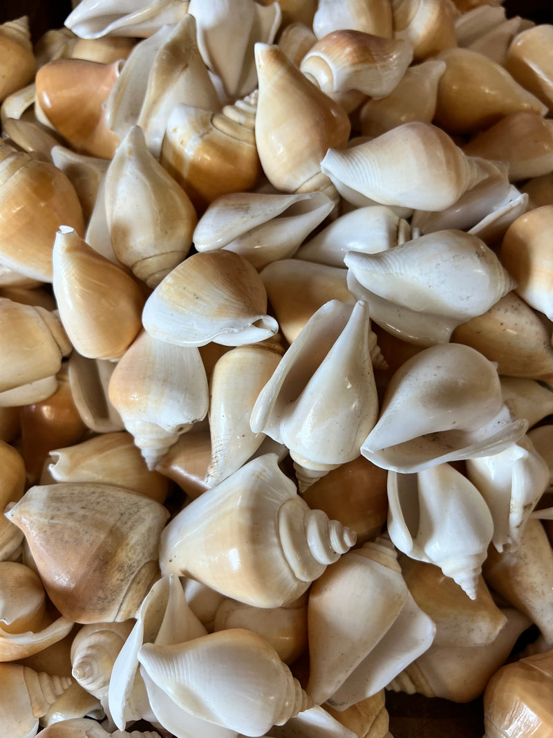 Small Strombus Canarium Conch Shells in Bulk $5.00 for 4.4 pounds