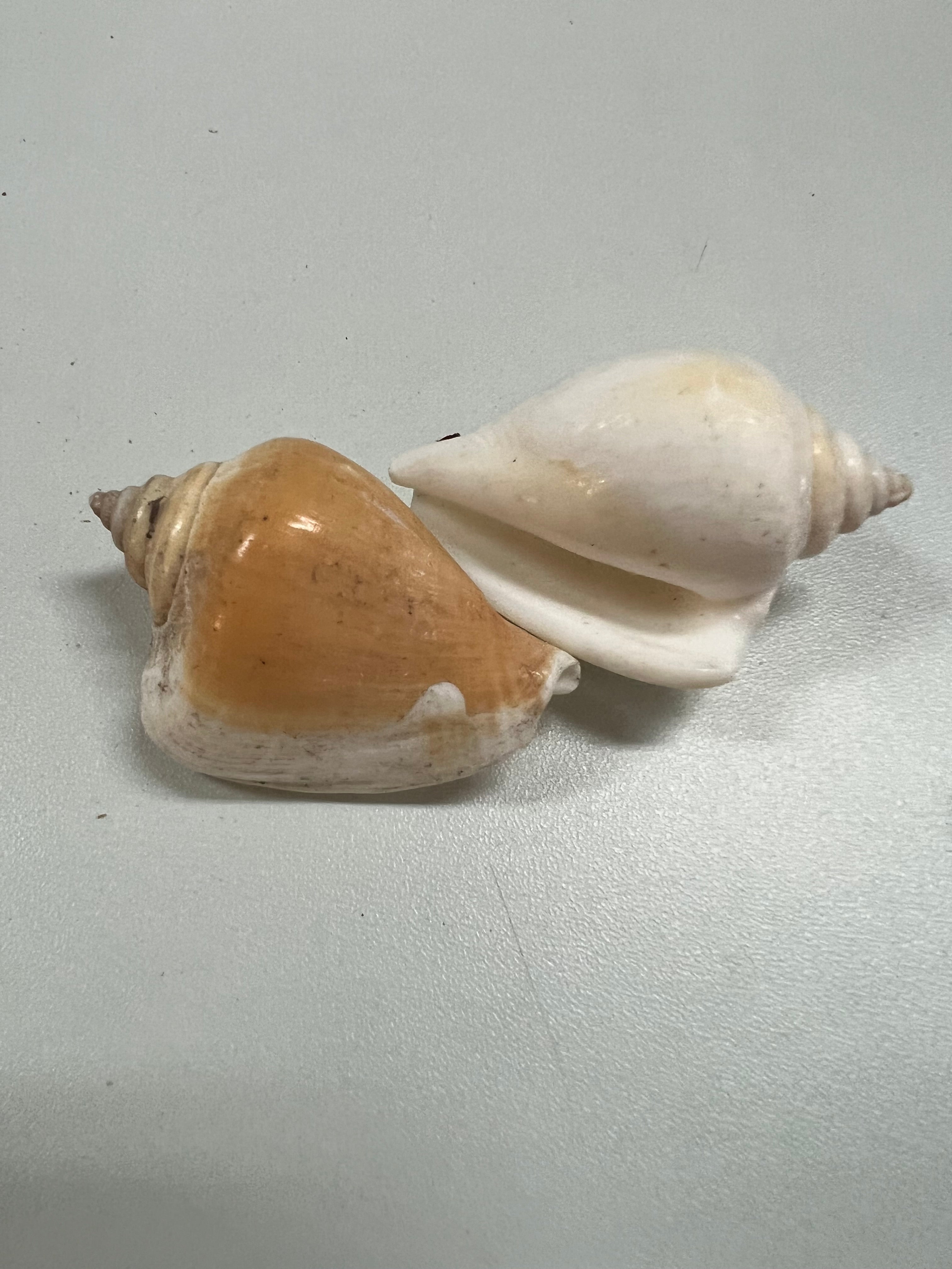 Sea shells for decoration STROMBUS CANARIUM