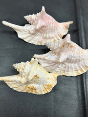 Rooster Conch