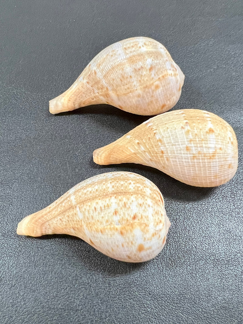 Fig Snail Shells