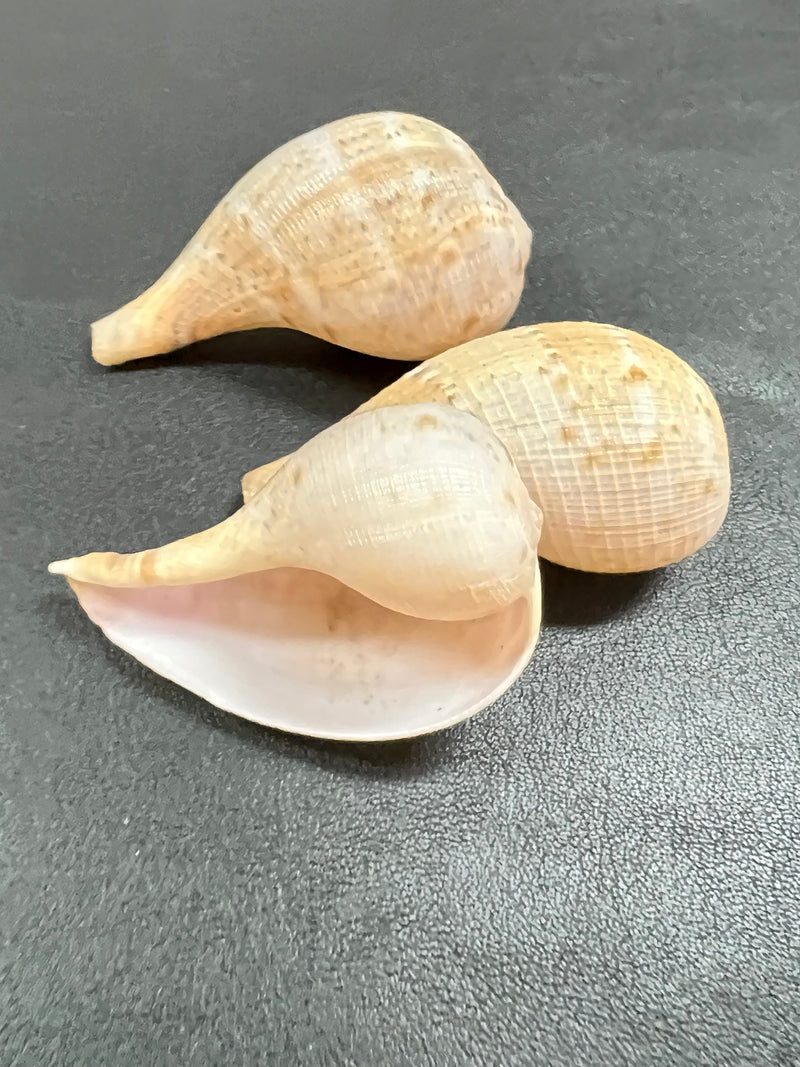 Fig Snail Shells