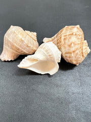 Rapa Turnip Conch Shell Rapana Bulbosa