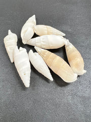 White cerithium