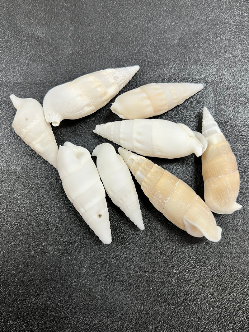 White cerithium