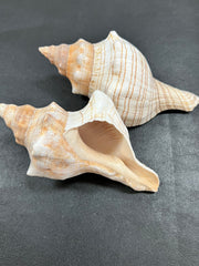 Fox Conch