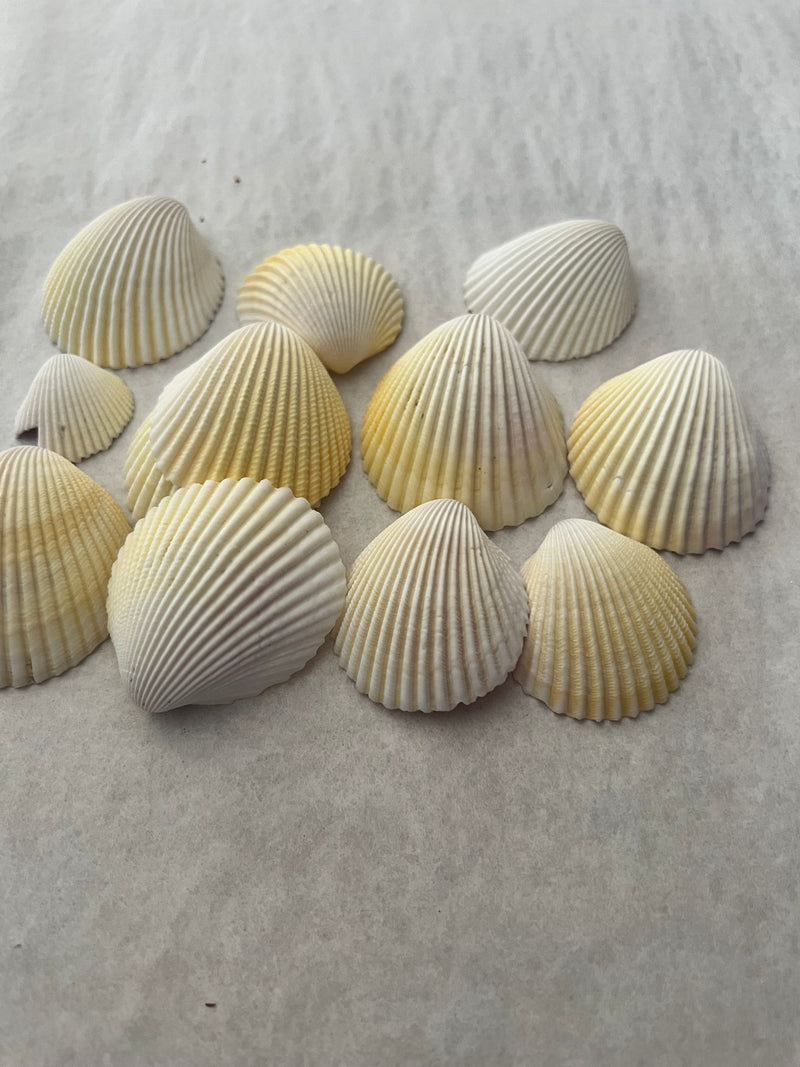 Yellow Cockle Shells