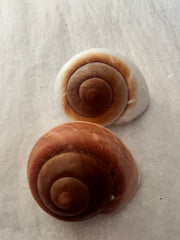 Muffin Snail - Small and Large
