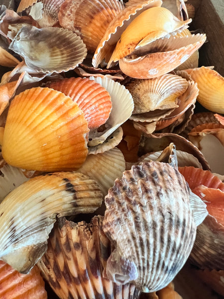 Orange Pectin Scallop Shell Pairs