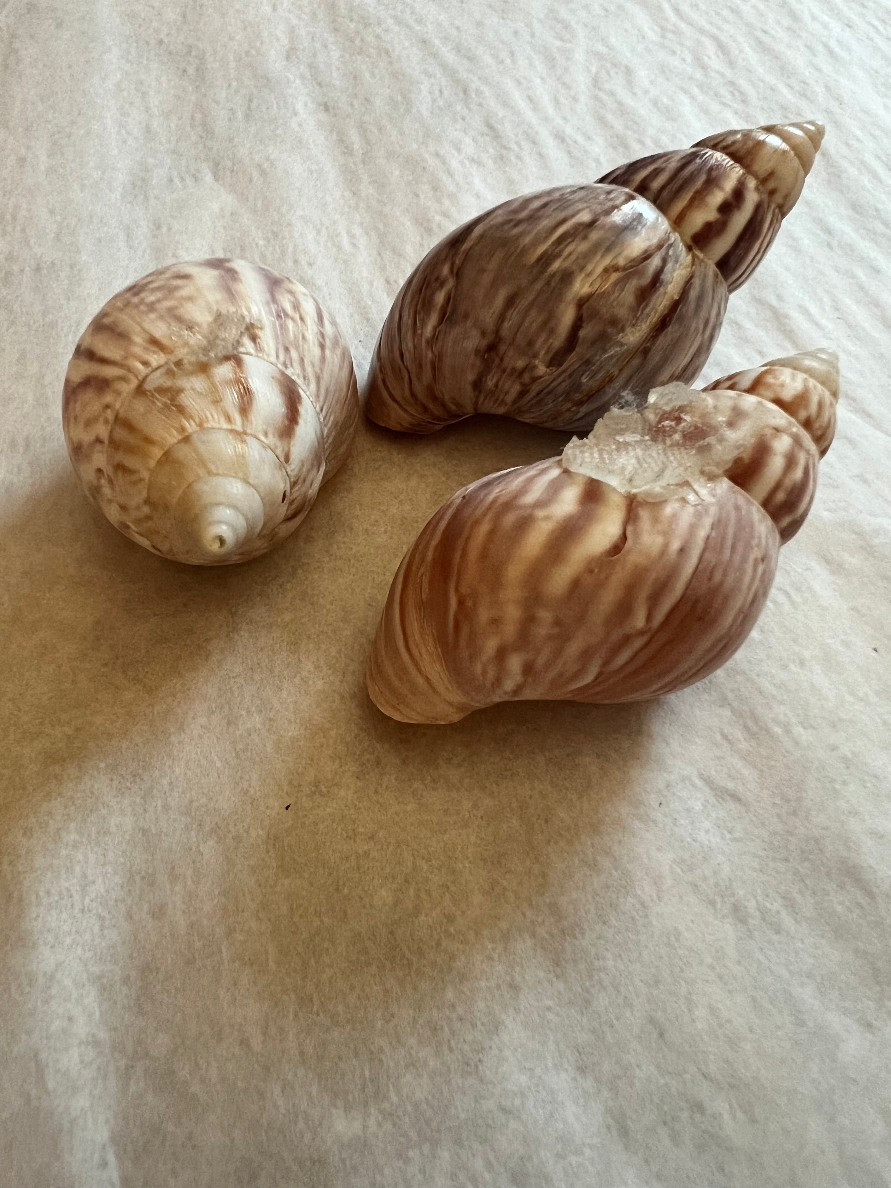 5pcs Giant Long Snail Shells, Snail Shell, Loose, Shells for