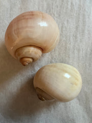 Apple And Cherry Snail Shell