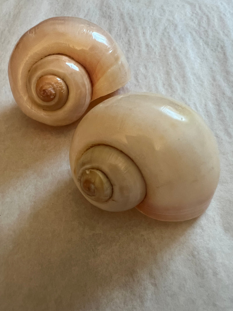 Apple And Cherry Snail Shell