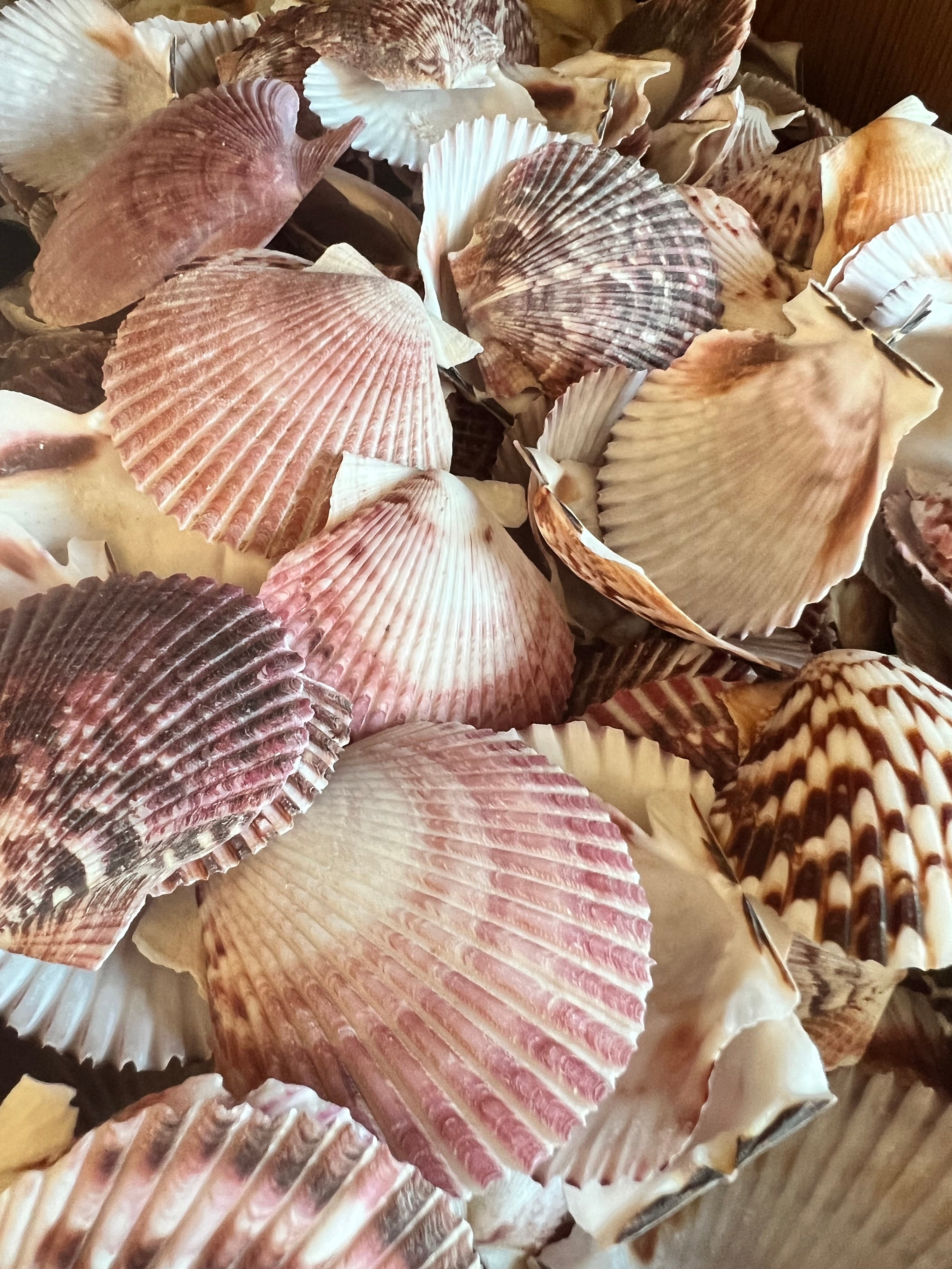 Purple, Pink and White Deep Scallop Seashells - Pack of 25 – Peek