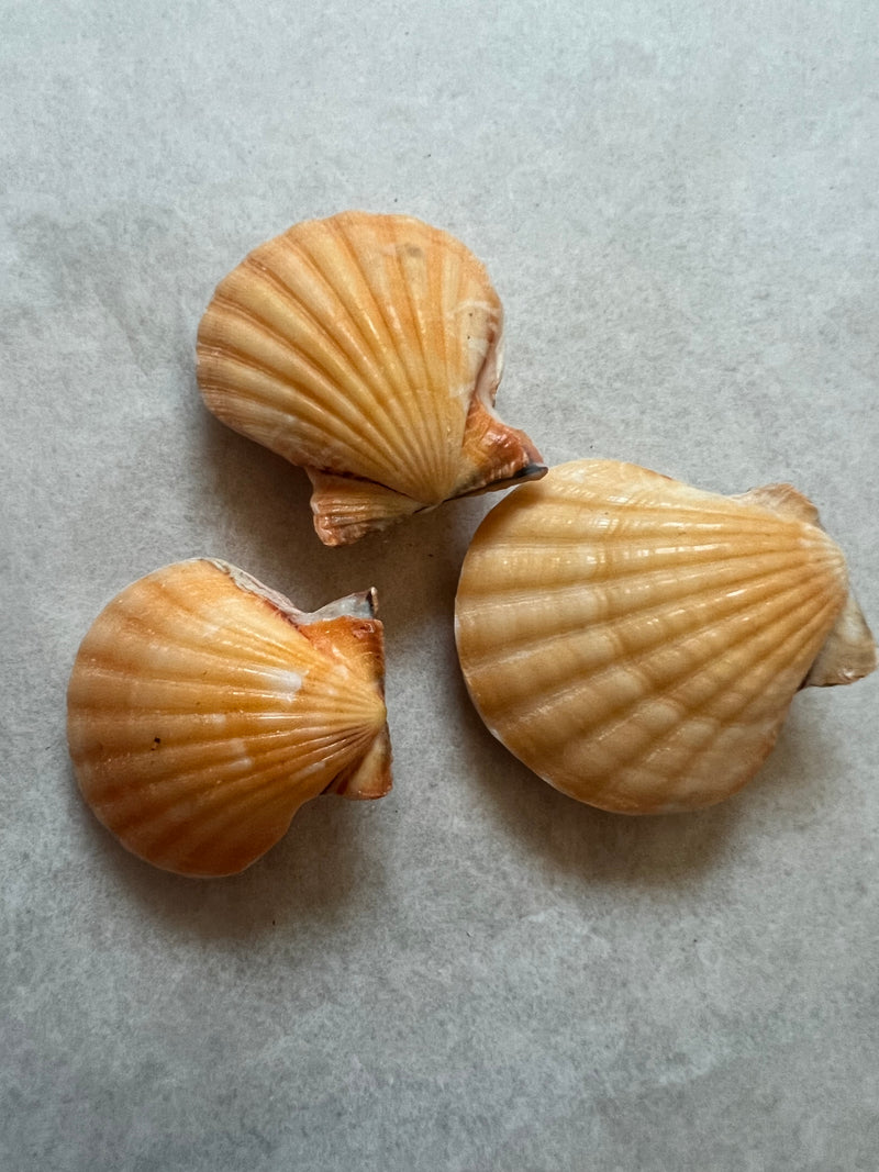 Orange Pectin Scallop Pairs (Single Shell)
