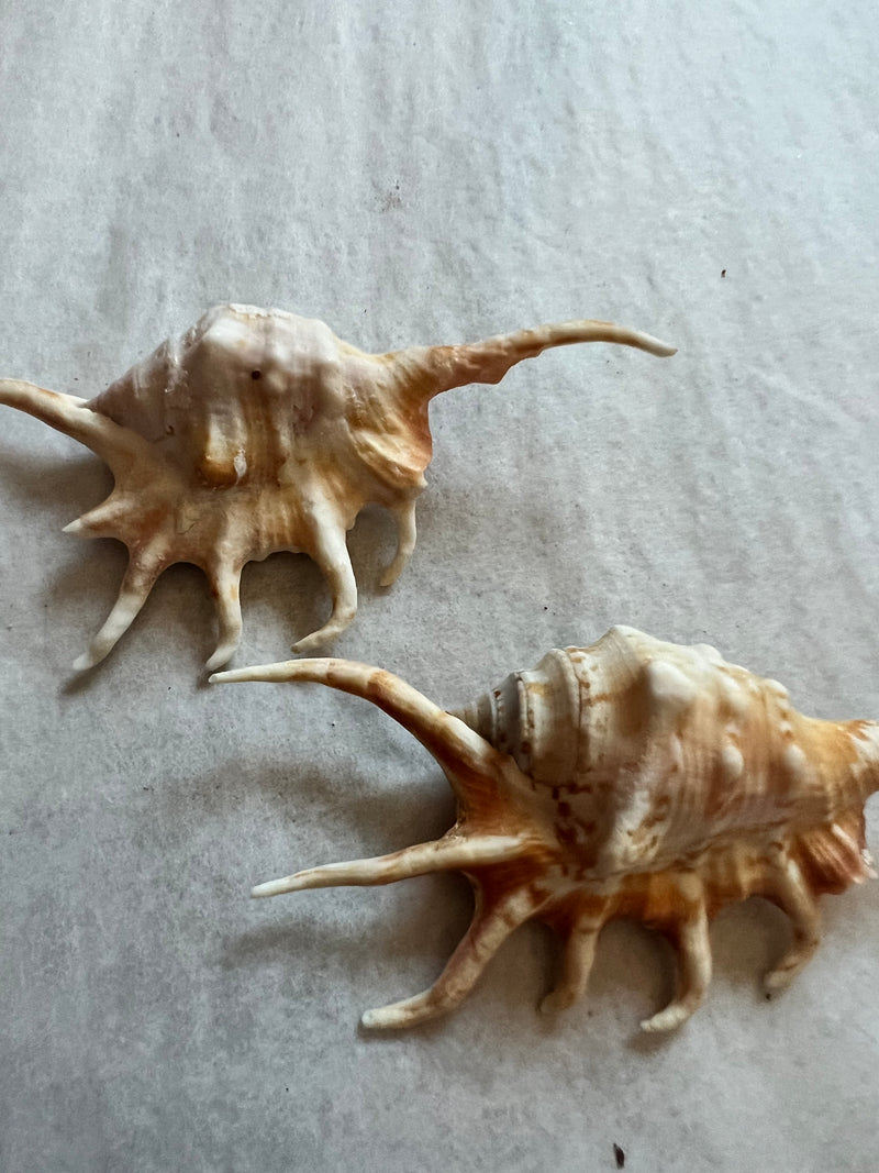 Orange Spider Shell- Lambis Crocata/Orange Mouth Lambis