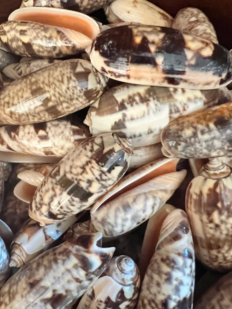 Olive Shell