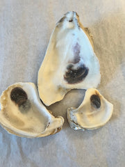 BLOWOUT CLEARANCE!!! Drilled Oyster Shells