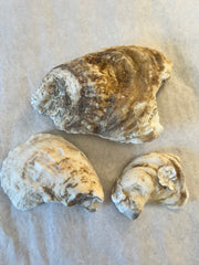 BLOWOUT CLEARANCE!!! Drilled Oyster Shells