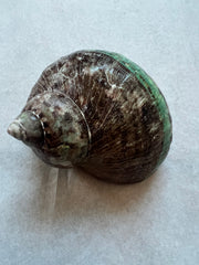 Chocolate Jade Turbo Shells