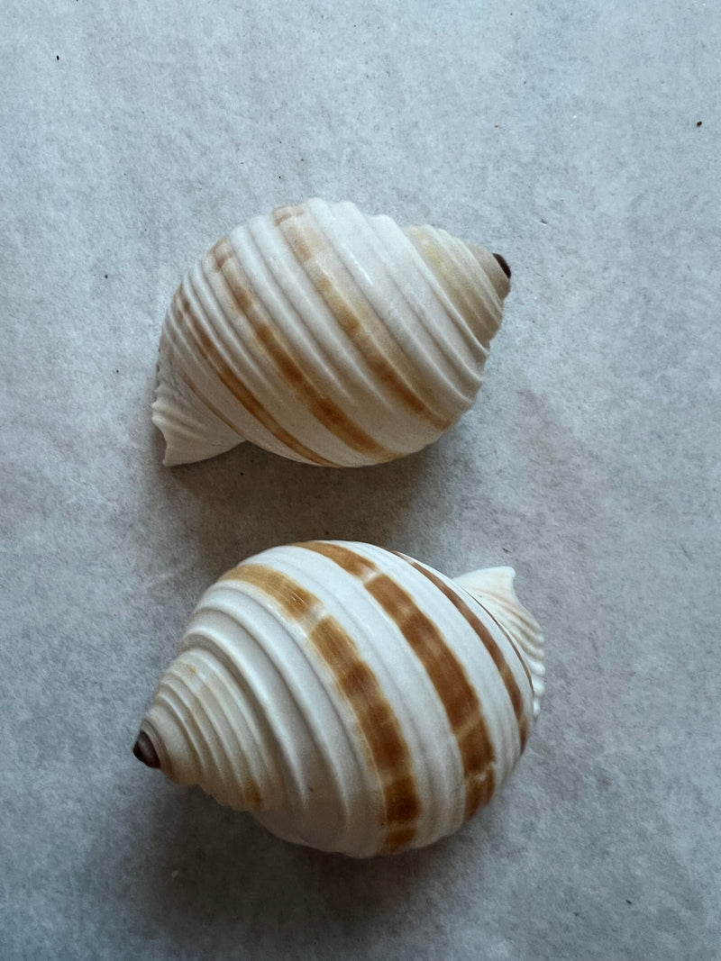 Striped Tonna Tessalota Shell