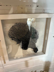 Navy Blue Sea Fan Coral In A White Shadowbox