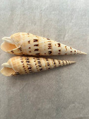 Marlin Spike Shell Terebra Maculata