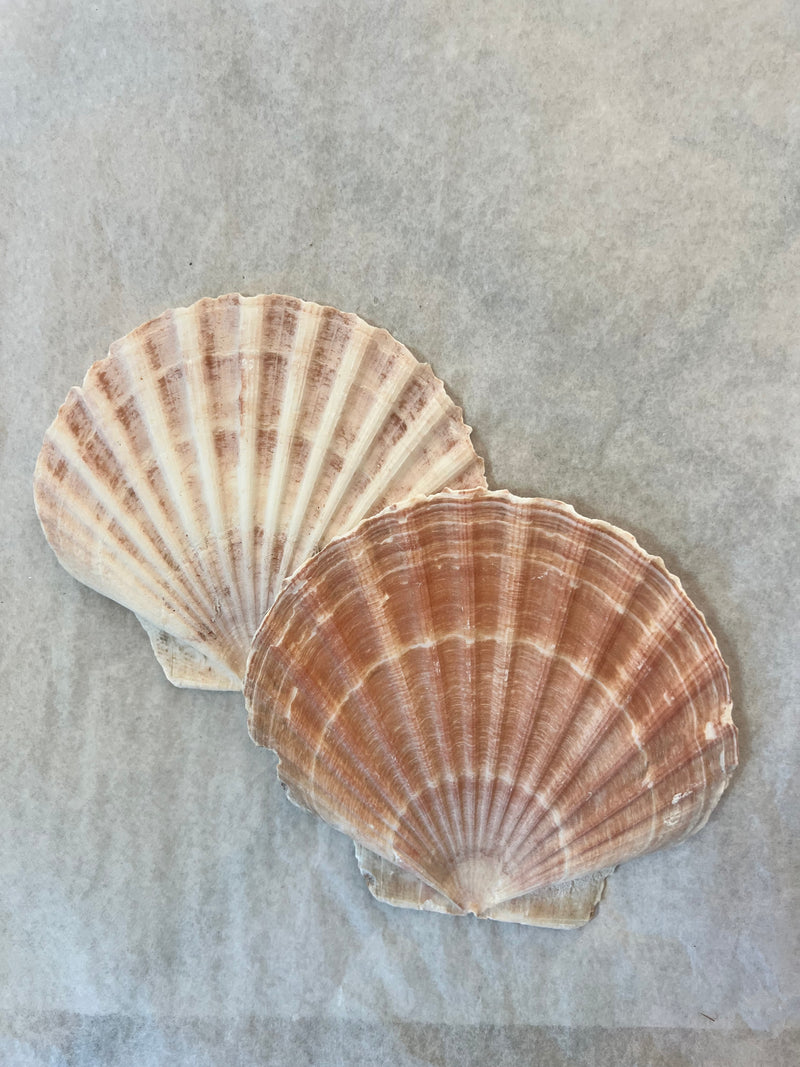 Irish Flat Scallop Shells