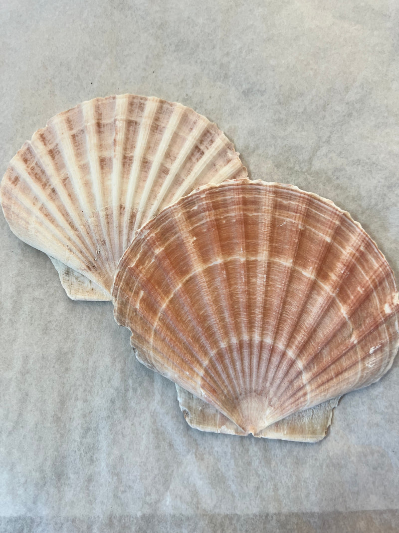 Irish Flat Scallop Shells