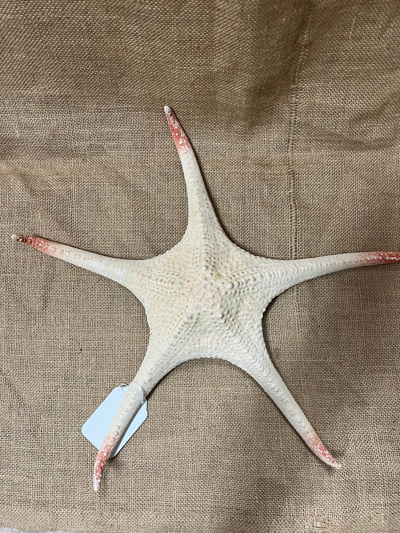 Giant 14.5" Pale Pink Tipped Starfish