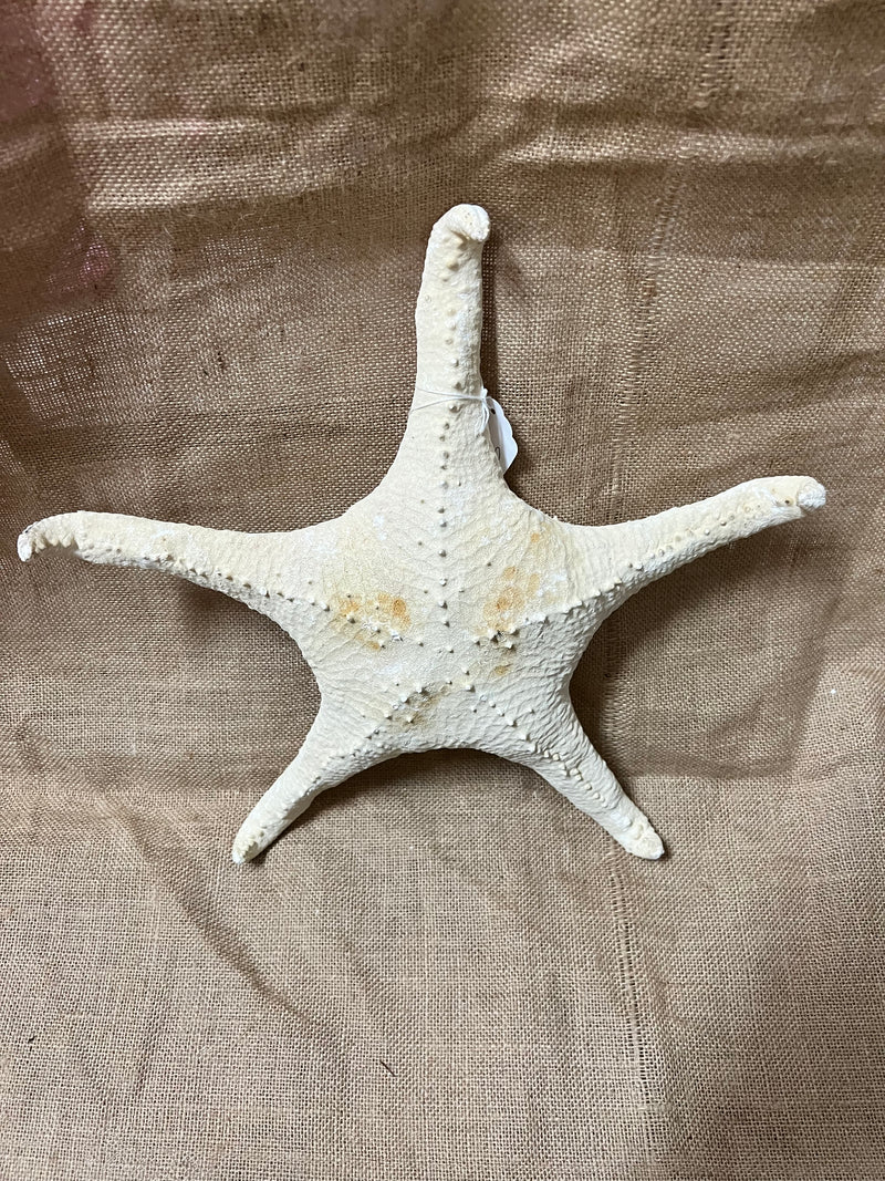 Giant 14.5" Pale Pink Tipped Starfish