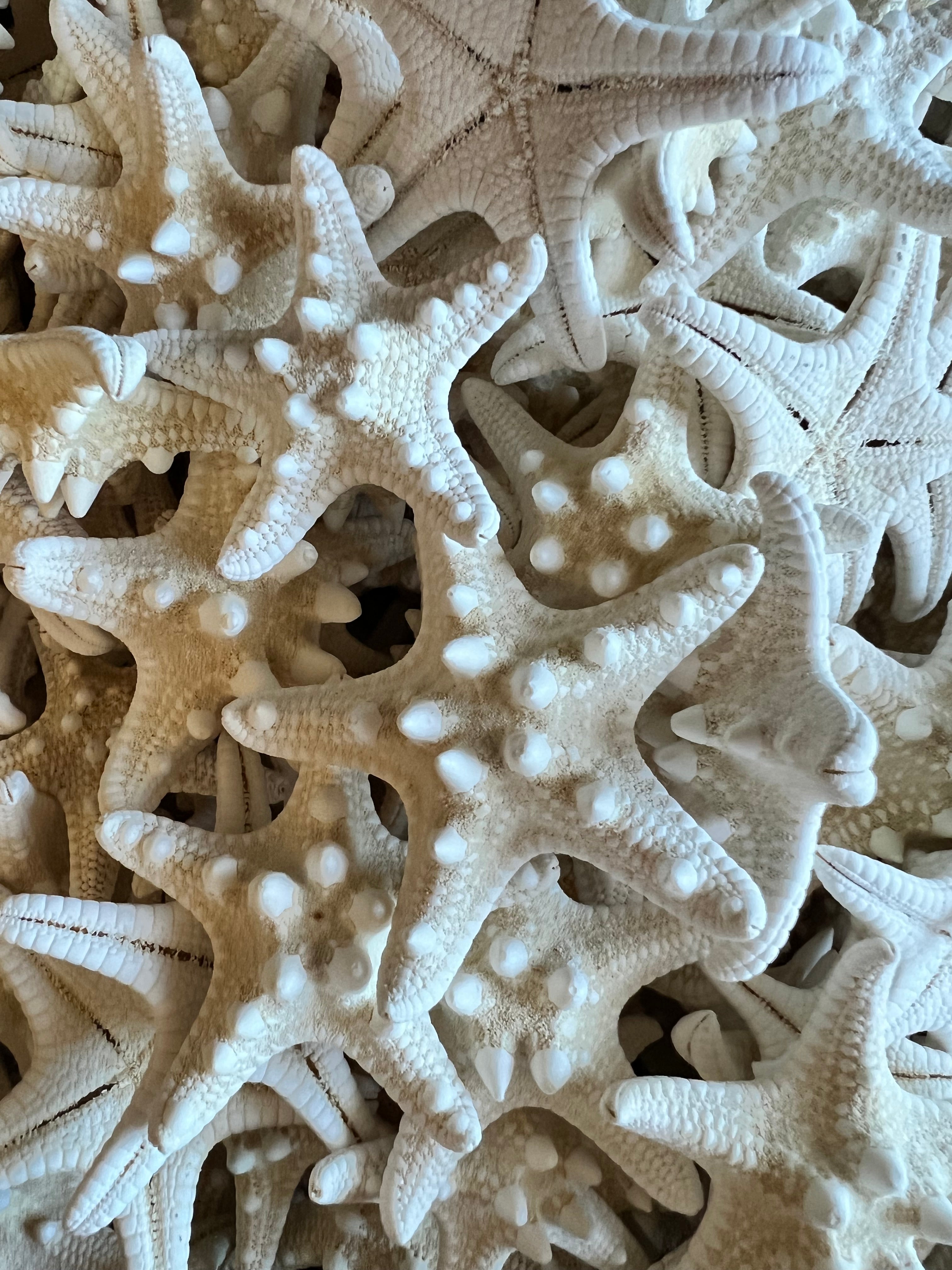 Small White Knobby Starfish 2-3. Perfect for Beach Crafts and Coastal  Cottage Decorations.
