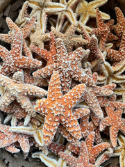 Sugar Starfish