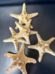 Natural/Tan Knobby Starfish